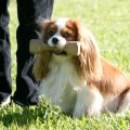 Rosebury Darwin beim Obedience